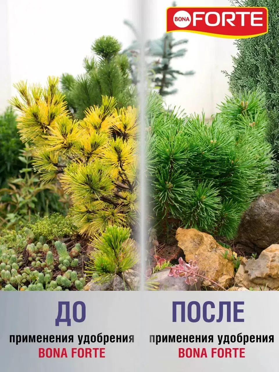 Bona Forte ЖКУ открытого грунта для хвойных растений 1,5л