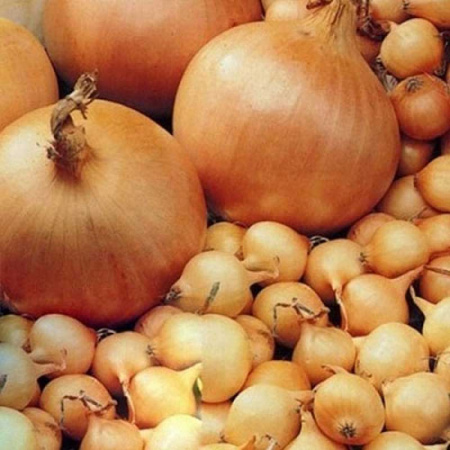 Лук-севок ГЕРКУЛЕС (10-21) (Голландия)