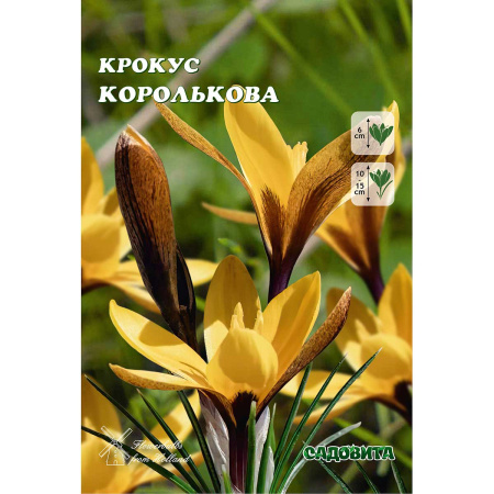 Крокус Королькова 6/+ 10 шт Садовита