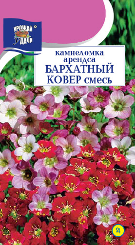 Камнеломка Бархатный ковер Урожай у дачи Ц